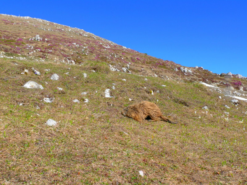 Boccoli d''oro -  Marmotte del Monte Baldo